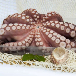 PULPO T3 - MARRUECOS (M)