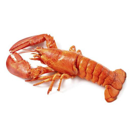 BOGAVANTE CRUDO (UD....