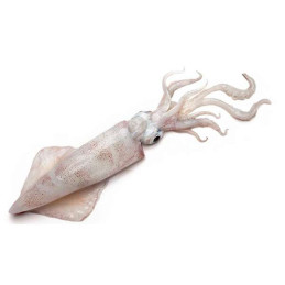 CALAMAR MARRUECOS 500/1000