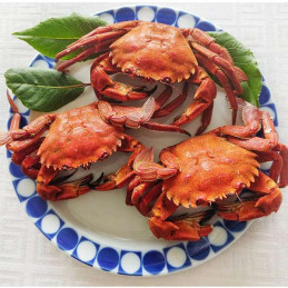 NECORAS