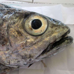 LOMOS DE ABADEJO
